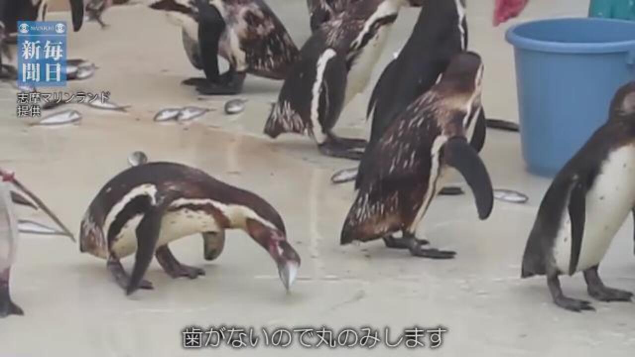 いきもの便り 32 食欲旺盛なペンギンたち 毎日動画