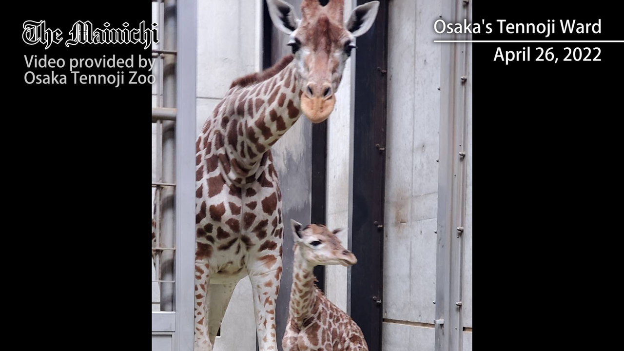 1st giraffe born in 2 yrs at Osaka zoo after parents' earlier 2