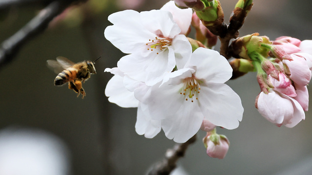 東京で桜が開花　平年より5日早く