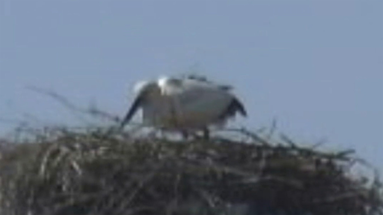 コウノトリ 産卵か 来月 ひな誕生期待 鳴門 徳島 毎日新聞