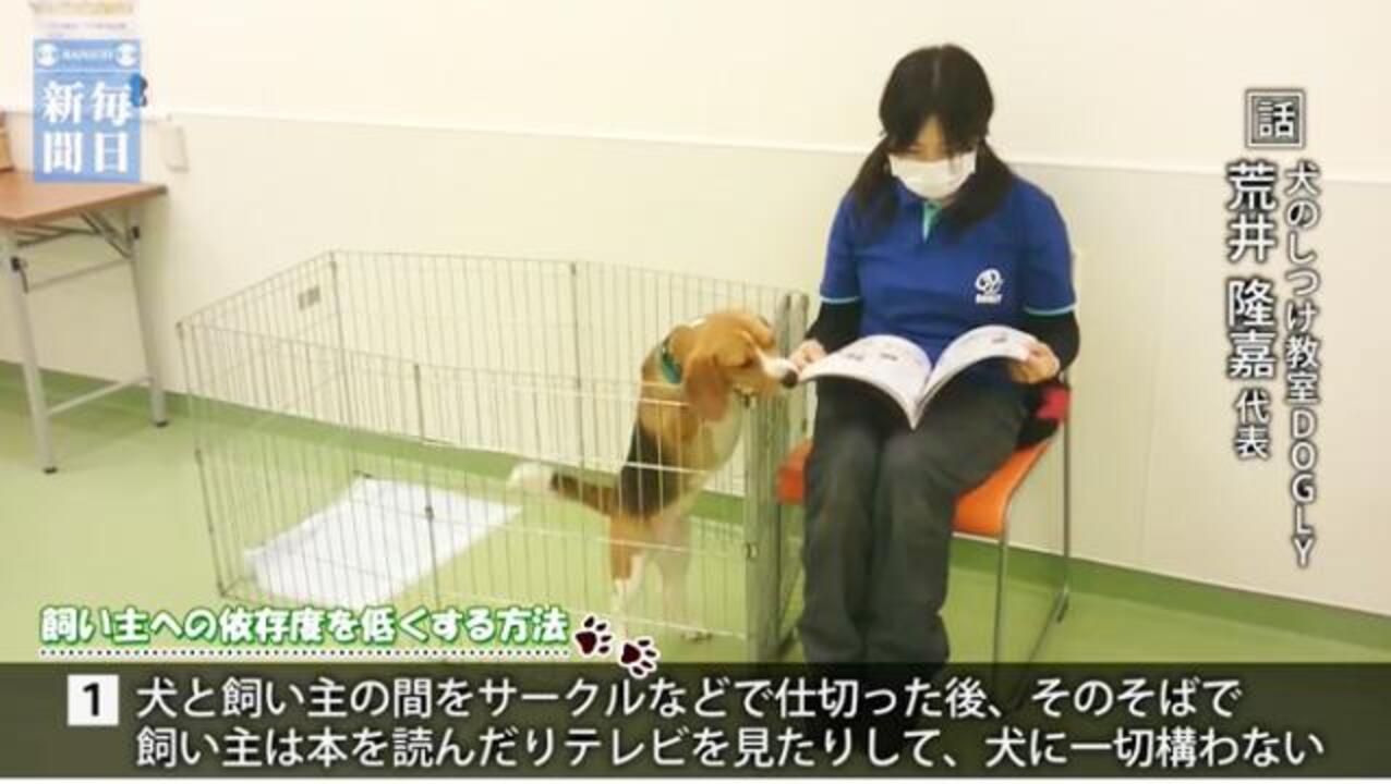 どうぶつ 犬の留守番 信頼関係が鍵 毎日新聞