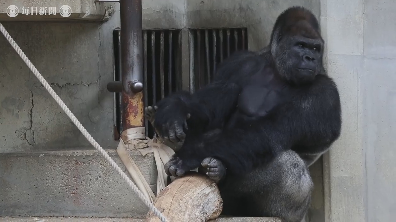 東山動植物園 人気ゴリラ シャバーニ 一足早く夏休み 毎日新聞