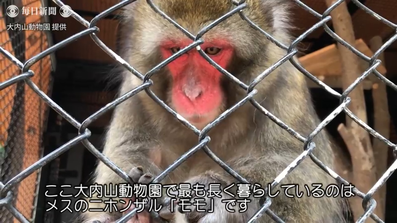 いきもの便り 大内山動物園 ニホンザル モモ 人間なら１００歳近く 三重 毎日新聞