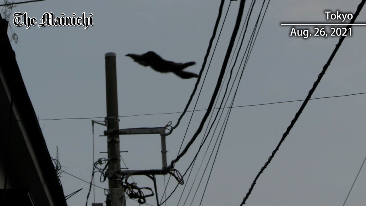 Authorities warn residents as monkey spotted on the move in northern Tokyo