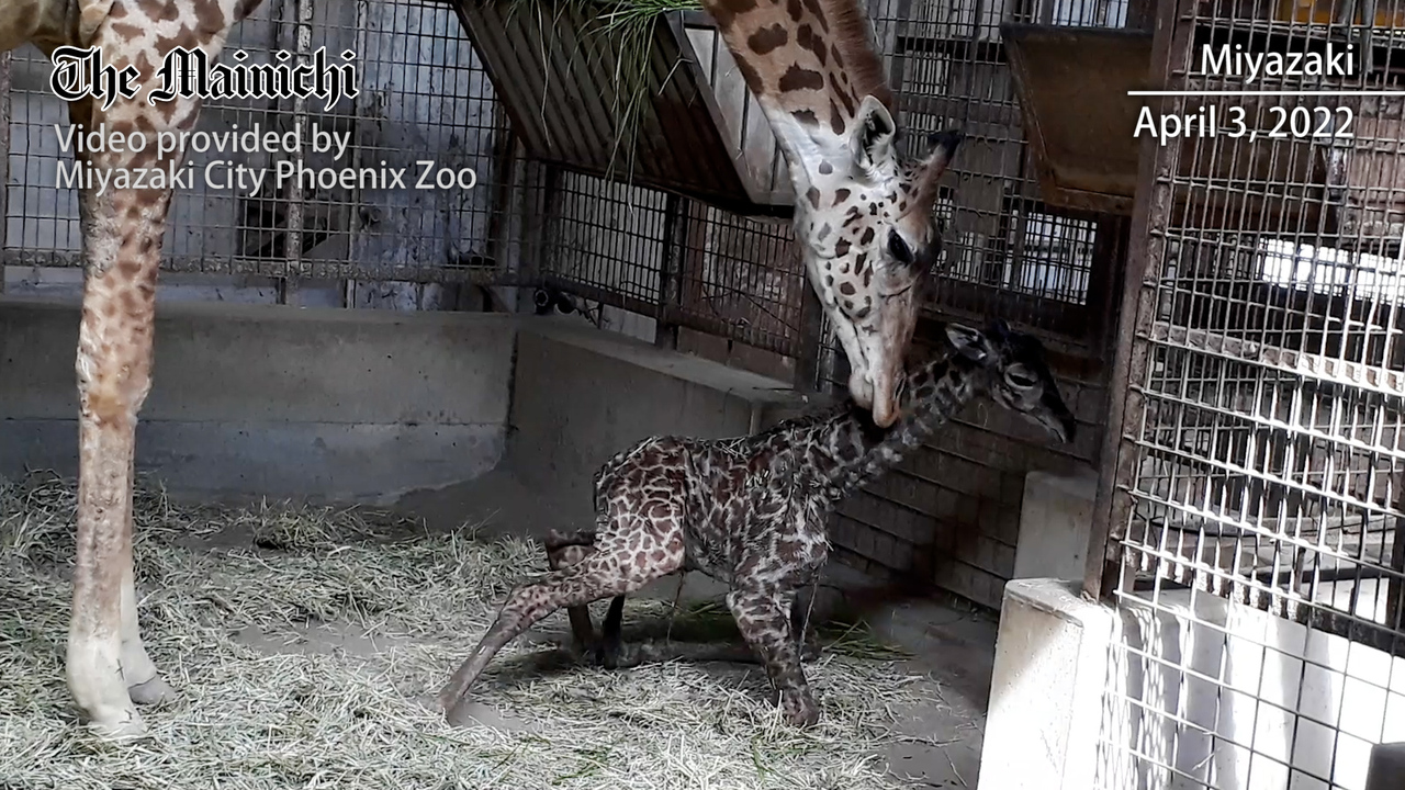 Masai giraffe born in Miyazaki, raising number at Japan's zoos to