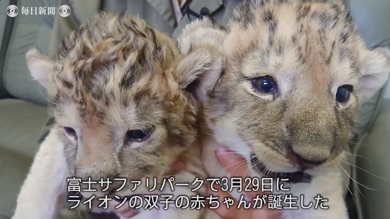 とびっきりの可愛らしさ ライオン双子の赤ちゃん誕生 富士サファリパーク 毎日新聞