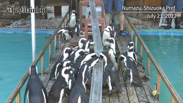 Flowing feast: Penguins at Japan aquarium treated to stream of horse mackerel snacks