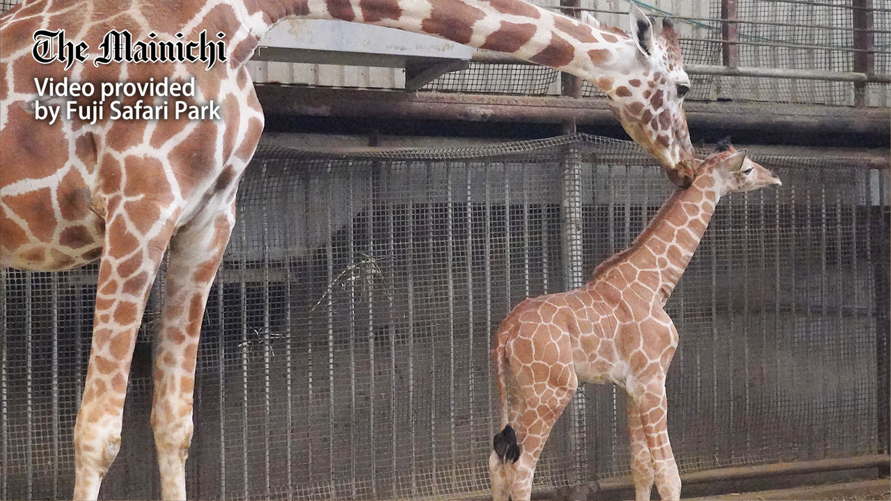 Baby giraffe at central Japan zoo expected to debut this summer
