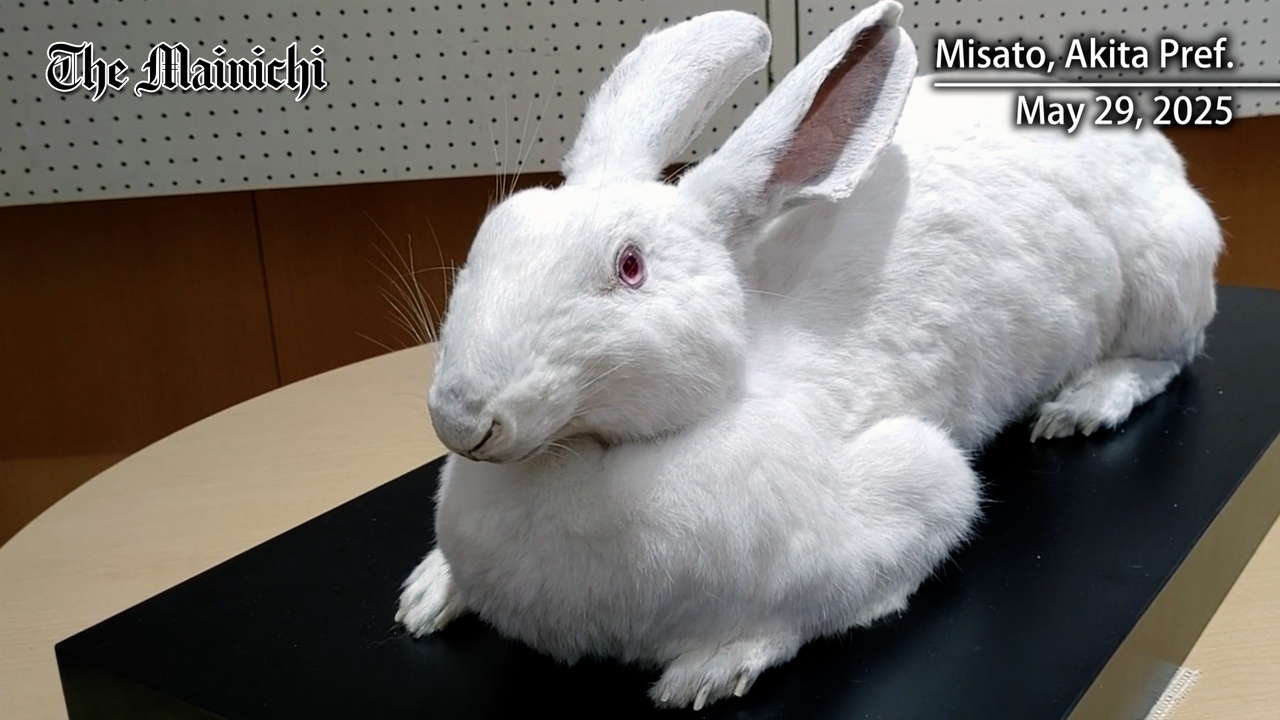 Stuffed 'jumbo rabbit' on display in Japan's Akita Pref