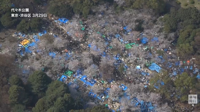 花見客でにぎわう桜の名所　ぽかぽか陽気に誘われ