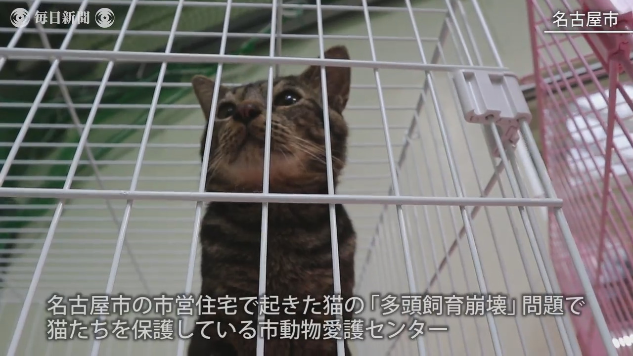 多頭飼育崩壊 保護された45匹の猫の今 名古屋 毎日動画