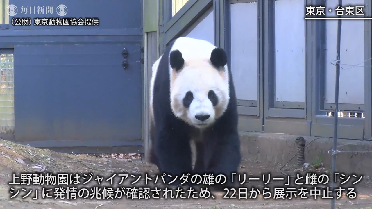 上野動物園 パンダ発情の兆候 繁殖準備で展示中止 毎日新聞