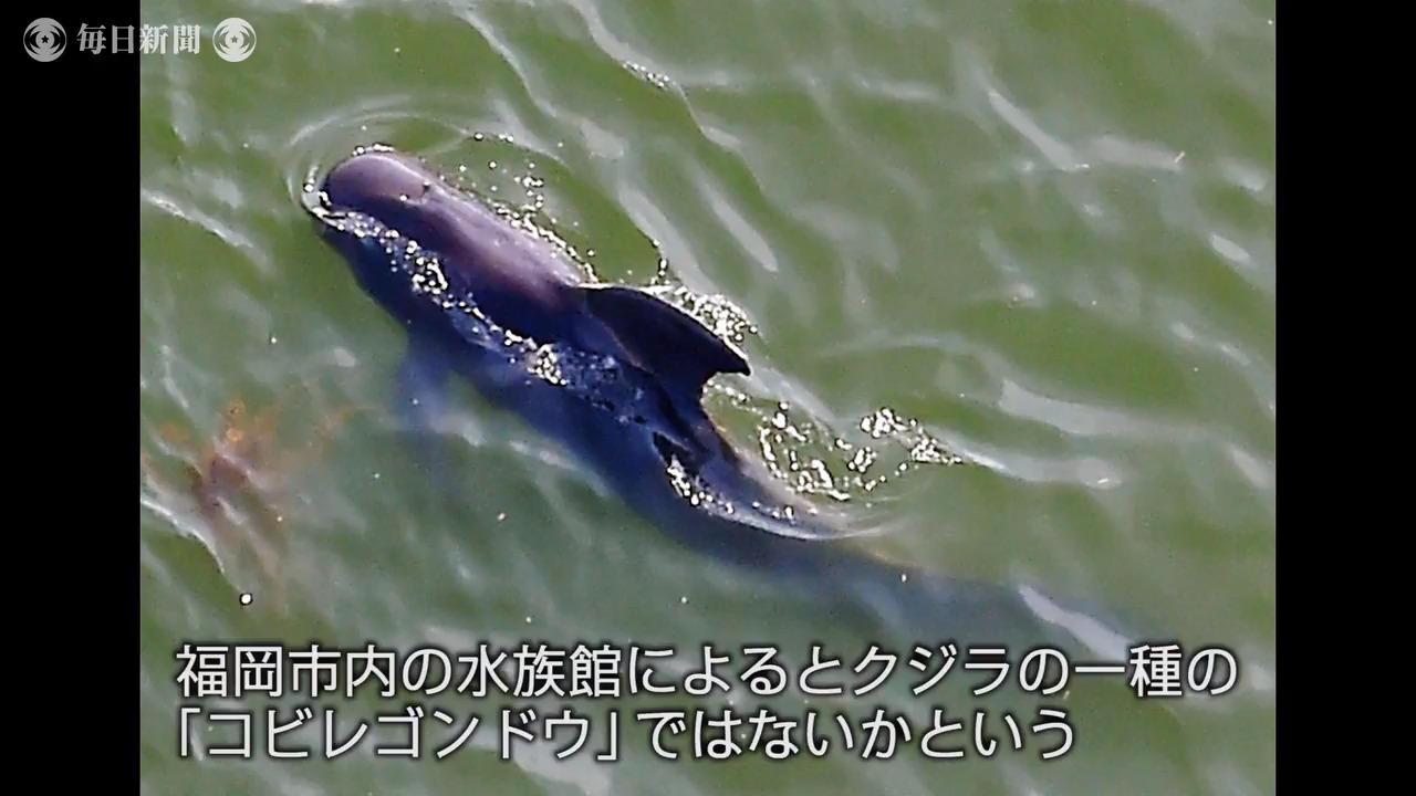 クジラ 港に尾びれや背びれ見せる海洋生物出現 北九州 毎日新聞