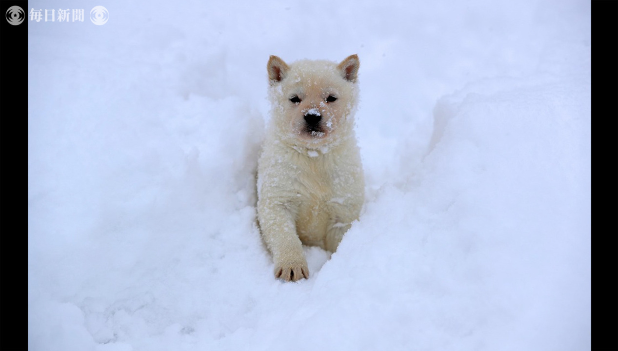 北海道犬：寒さの中でも元気な子犬たち 札幌 毎日動画