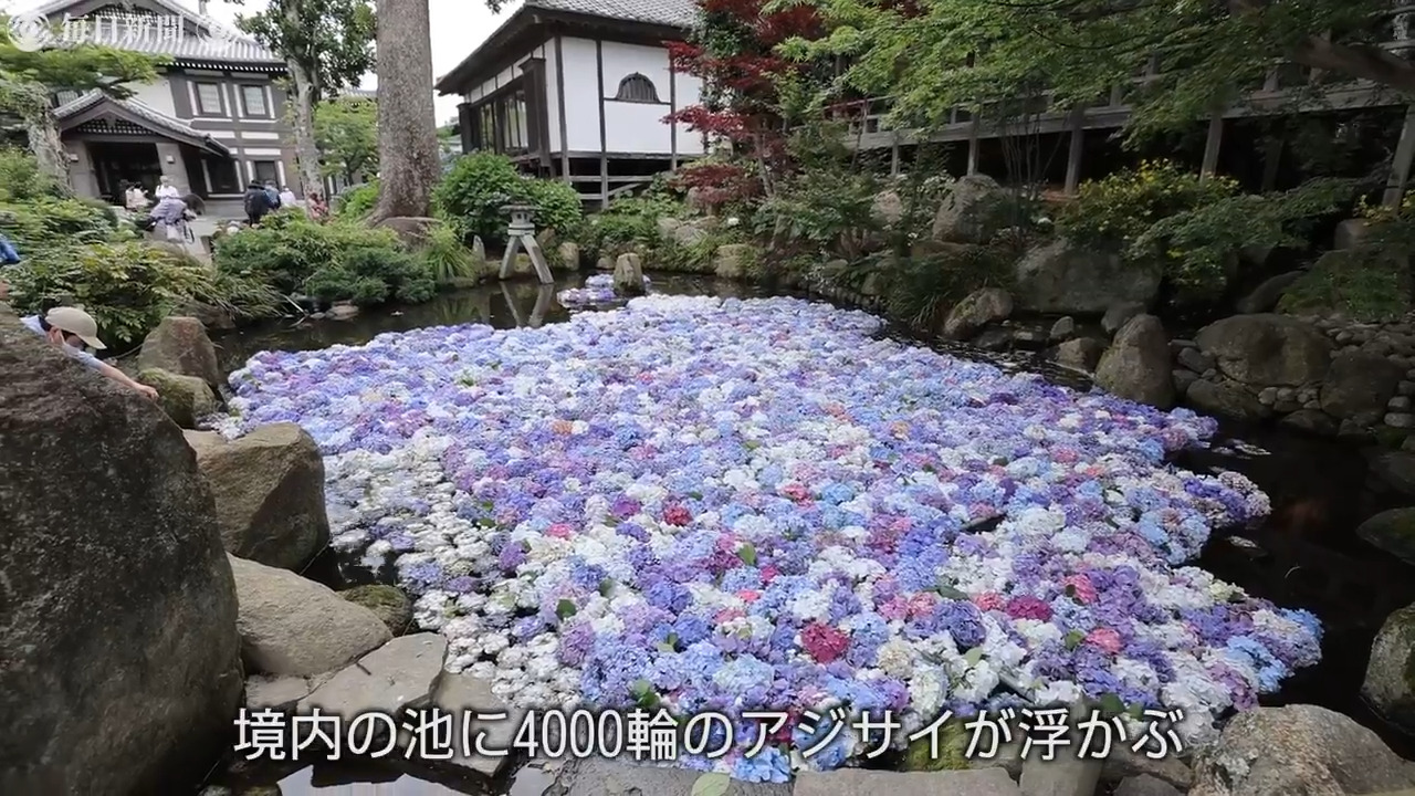 心和むアジサイの水中華 寺境内の池に4000輪 茨城 桜川 毎日新聞