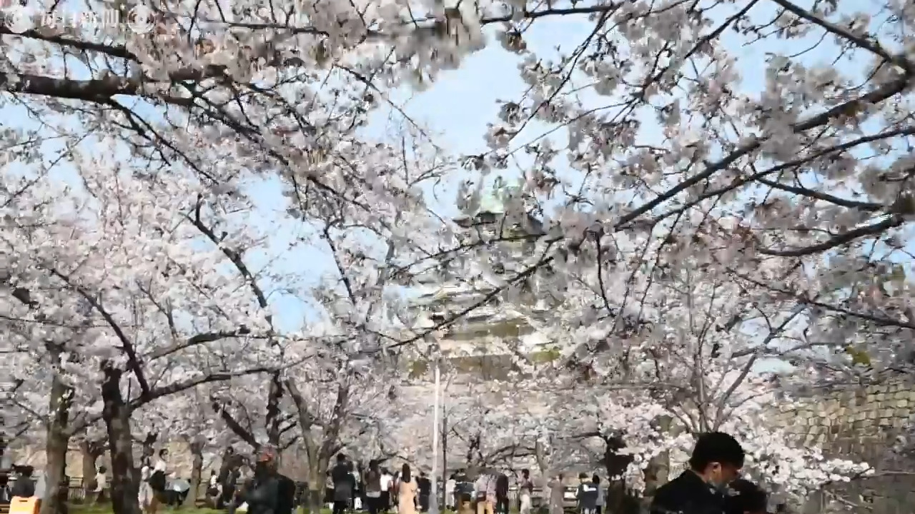 大阪城公園 嵐山 桜の名所で人出大幅増 感染拡大を懸念の声も 毎日新聞