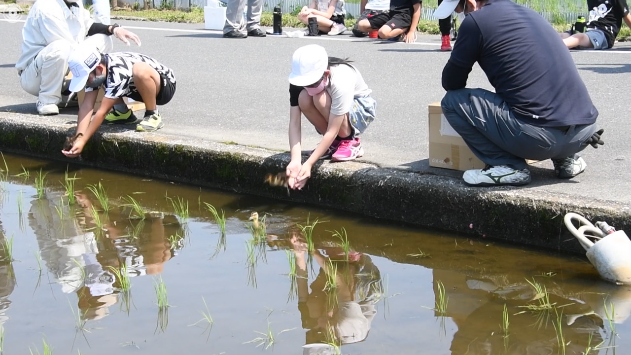 水田にかわいい働き者　小学生がアイガモのヒナ放鳥　福岡・行橋 - スケッチ
