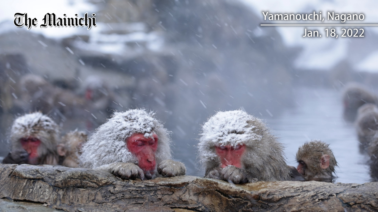 NOVITA 120 イエロー NATURAL MOUNTAIN MONKEYS China - Mountains, Monkeys & Terracotta Warriors - Naturetrek