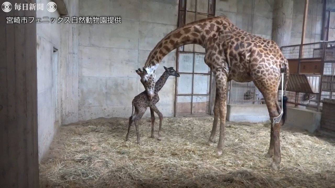 母親の体から足が 来園者ら気づく マサイキリンの赤ちゃん誕生 宮崎 フェニックス自然動物園 毎日動画