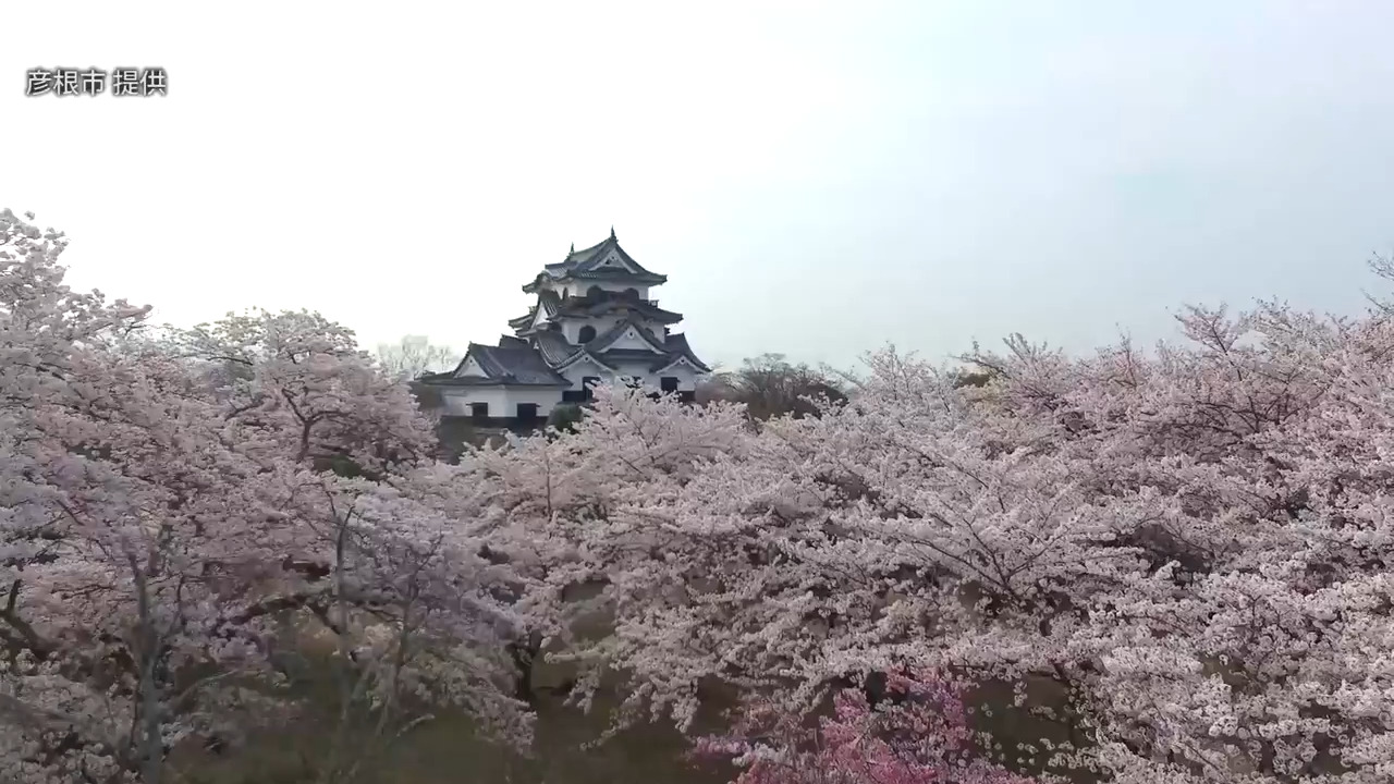 彦根城 満開の桜ライトアップ 花見客にぎわう 毎日新聞