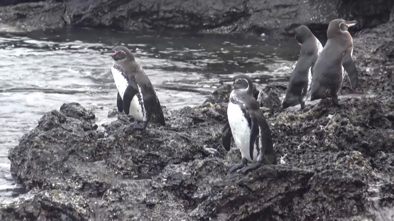 動画 ガラパゴス諸島のペンギンとウ 記録的な個体数増加 調査 写真1枚 国際ニュース Afpbb News