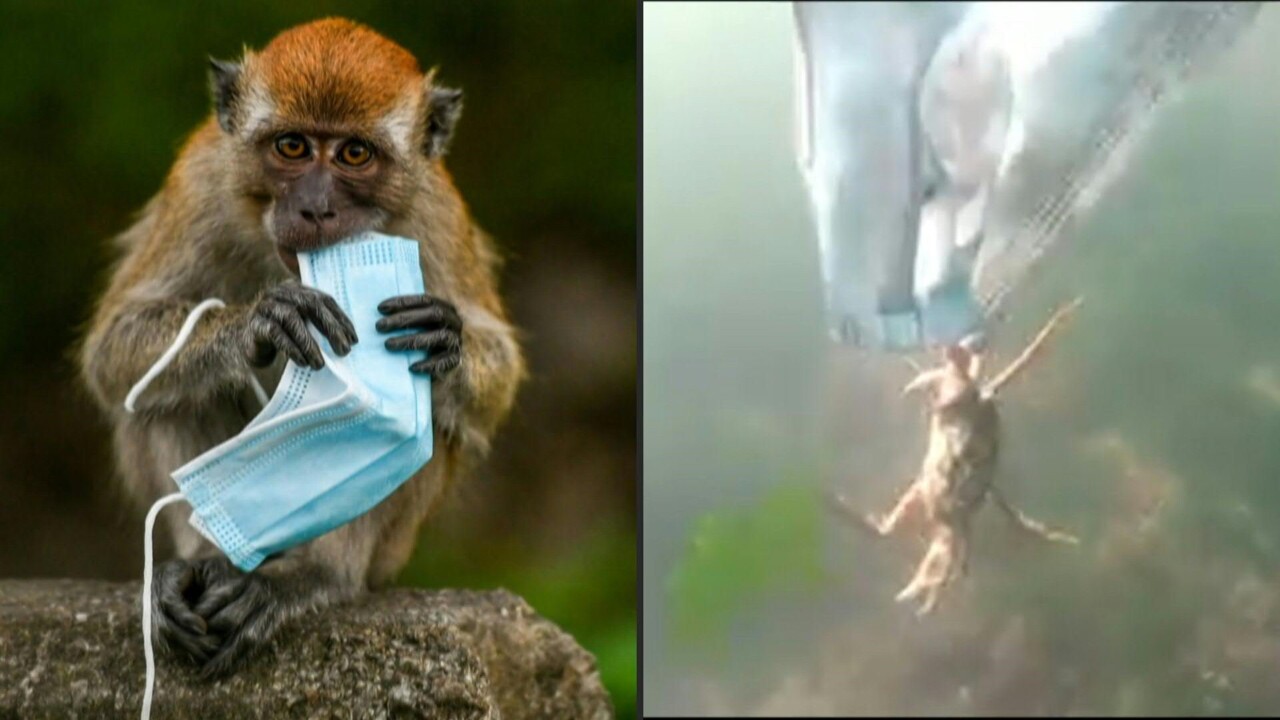 動画 カニもサルも被害に 使い捨てマスク 野生動物の脅威に 写真1枚 国際ニュース Afpbb News