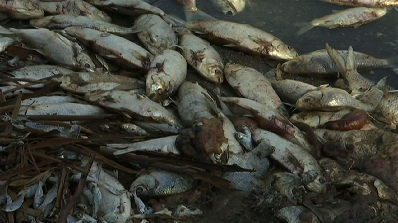 動画 干ばつの豪東部 川で魚が大量死 被害100万匹とも 写真1枚 国際ニュース Afpbb News