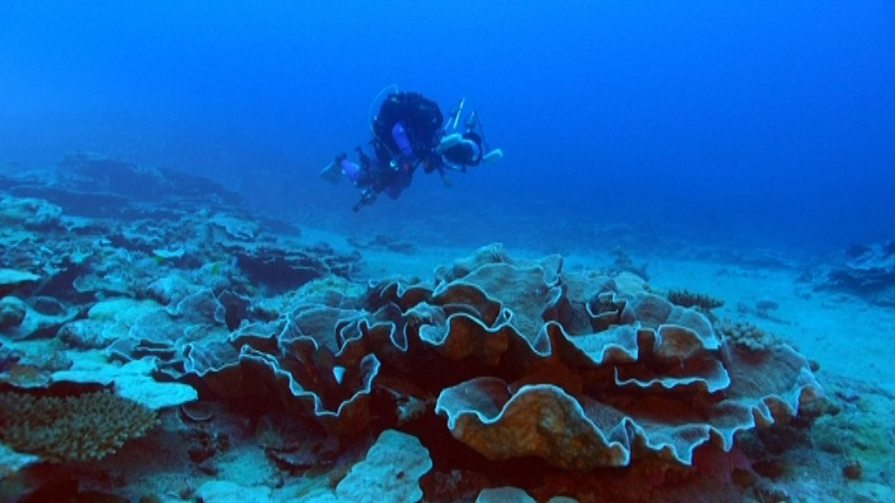 動画 世界最大級サンゴ礁 タヒチ沖で発見 写真1枚 国際ニュース Afpbb News