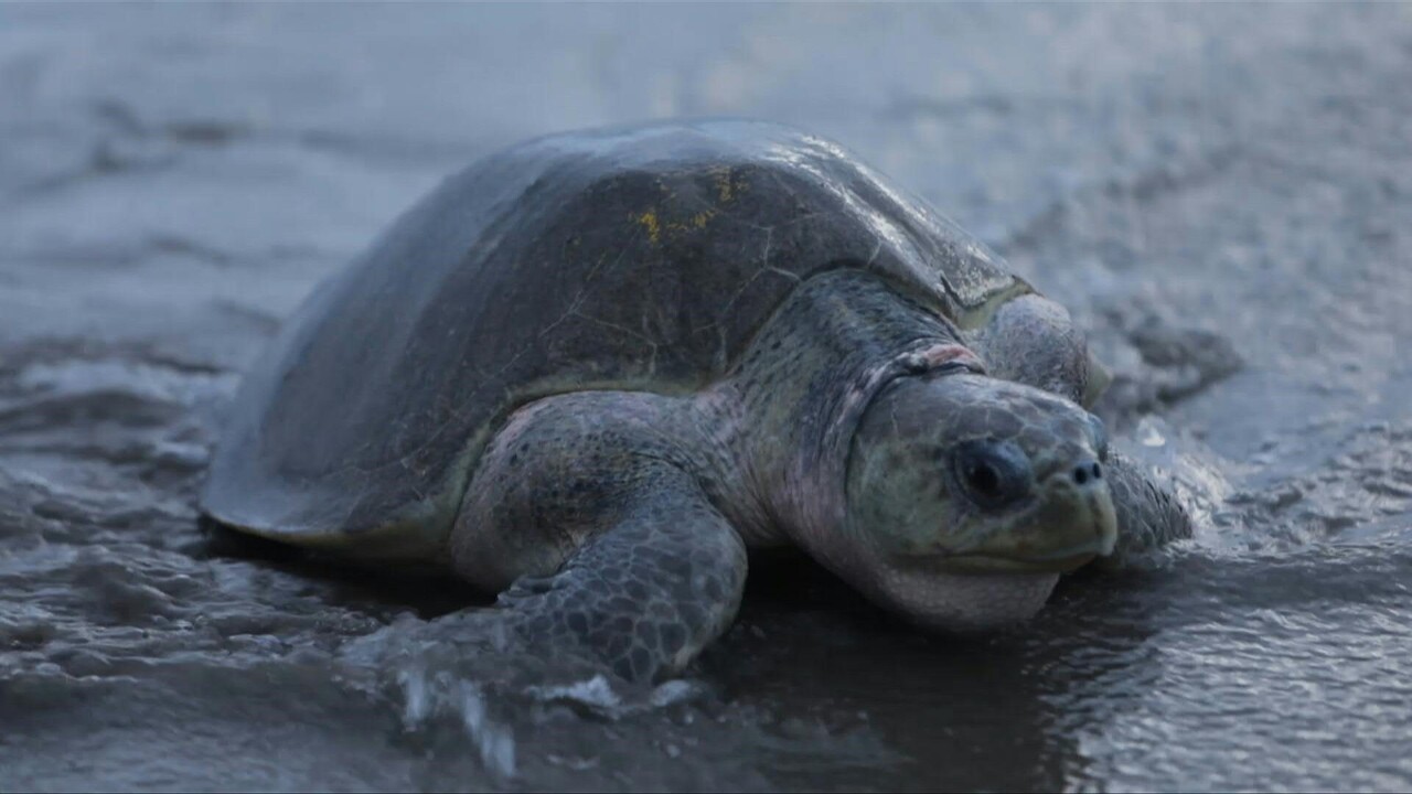 動画 産卵期迎えた絶滅危惧種のヒメウミガメ 中米ニカラグア 写真1枚 国際ニュース Afpbb News