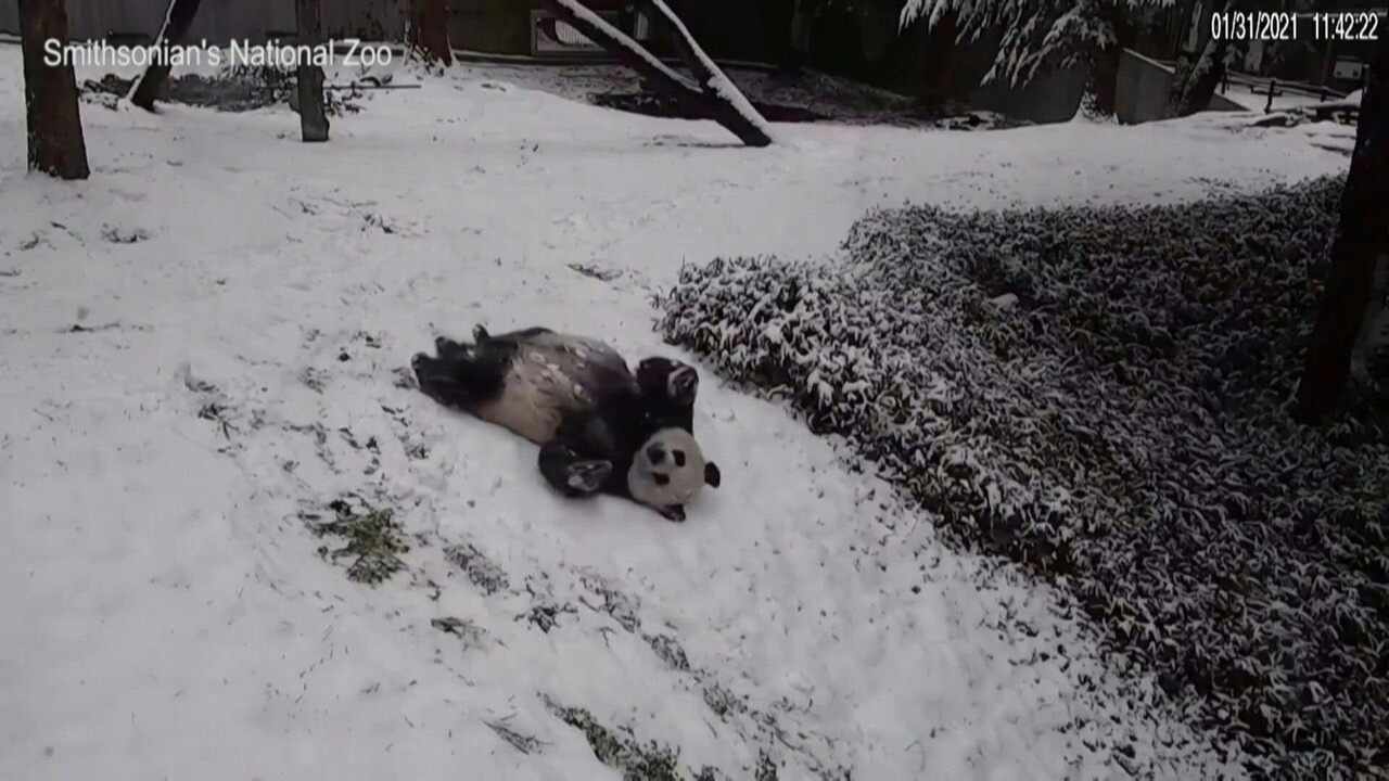 動画 丘の上から わ い 米動物園のパンダたちが雪遊び 写真1枚 国際ニュース Afpbb News