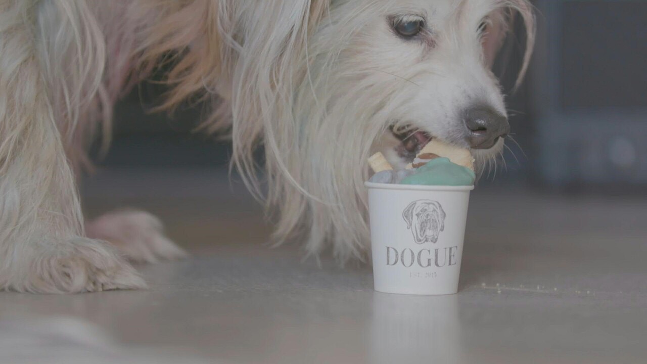 動画 グルメな愛犬も満足 米サンフランシスコの犬専用レストラン 写真1枚 国際ニュース Afpbb News