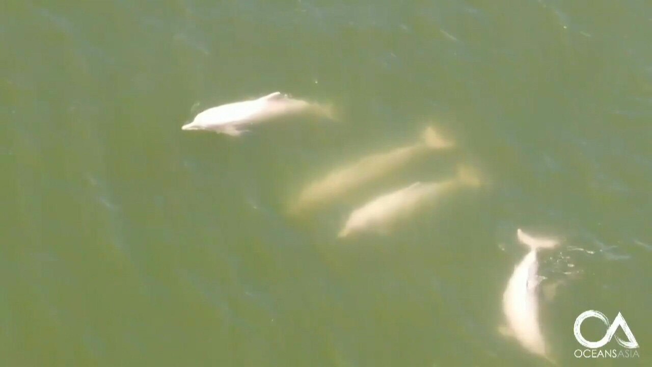 動画 香港の海にピンクイルカ戻る 海上交通量の減少で 写真1枚 国際ニュース Afpbb News