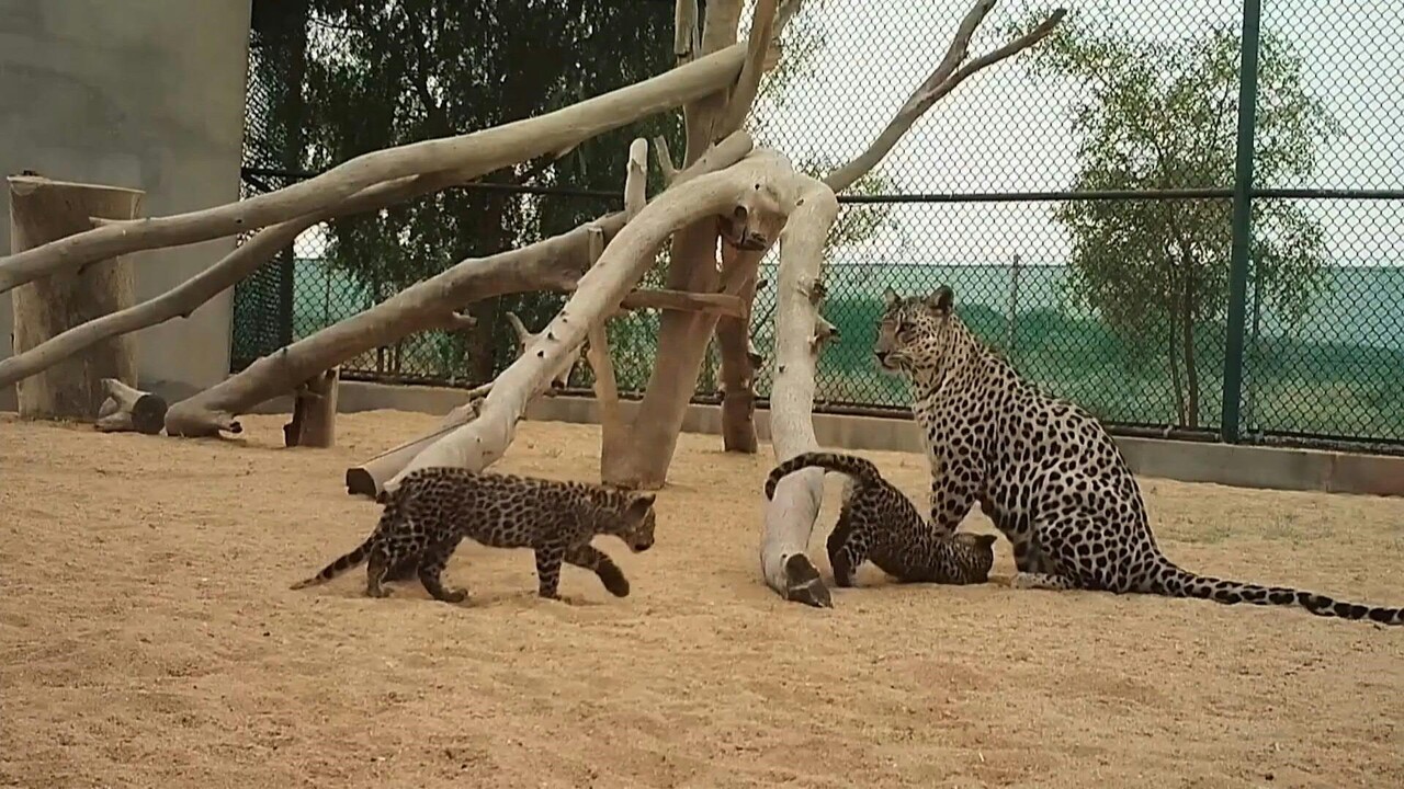 動画 希少種のアラビアヒョウ 赤ちゃん2頭誕生 サウジアラビア 写真1枚 国際ニュース Afpbb News