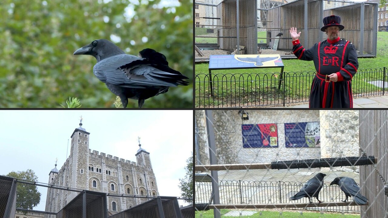 字幕 英ロンドン塔のカラス ロックダウン後の新生活 写真1枚 国際ニュース Afpbb News