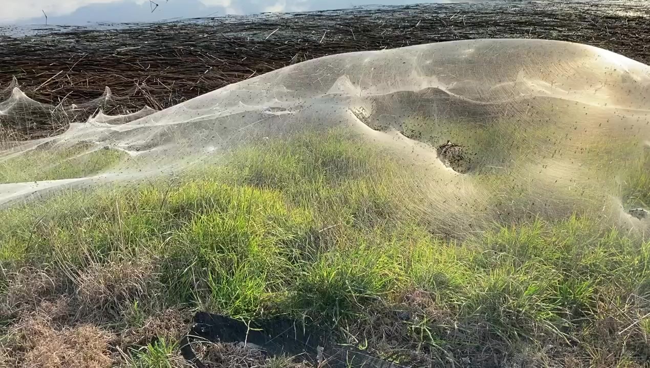 動画 クモの侵略 一面巣だらけ 洪水から避難か 豪南東部 写真1枚 国際ニュース Afpbb News