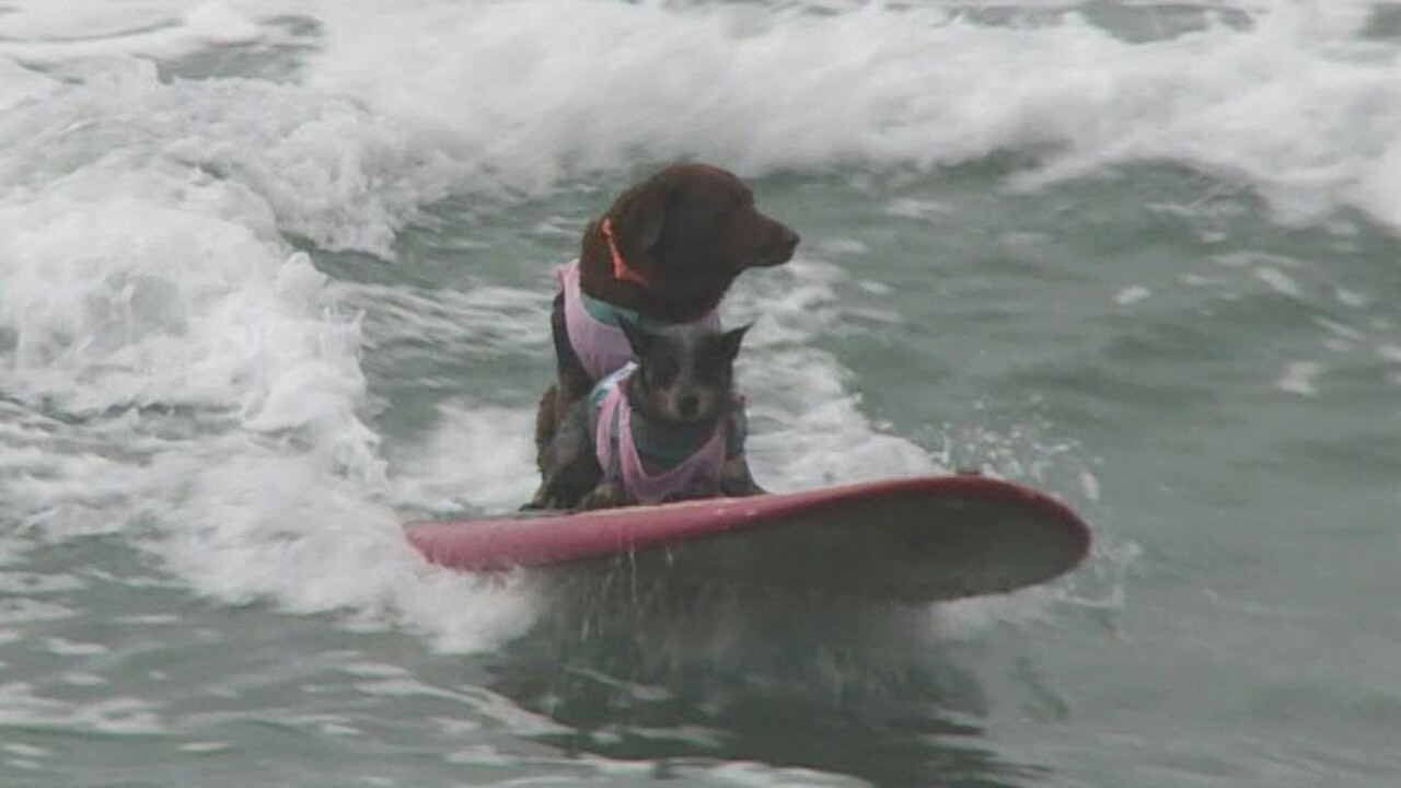 動画 波乗りワンちゃん大集合 米カリフォルニアで犬のサーフィン大会 写真1枚 国際ニュース Afpbb News