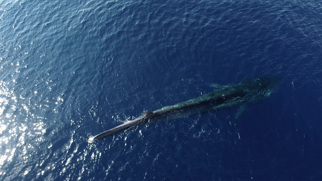 動画 尾ひれのないクジラ 地中海を必死に泳ぐ Wwfが映像公開 写真1枚 国際ニュース Afpbb News