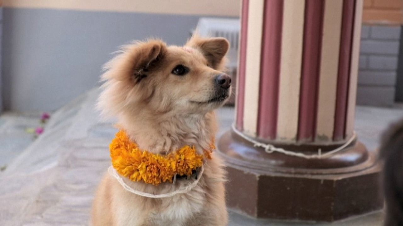 動画 花飾りで祝福 犬の祭り ククル ティハール ネパール 写真1枚 国際ニュース Afpbb News