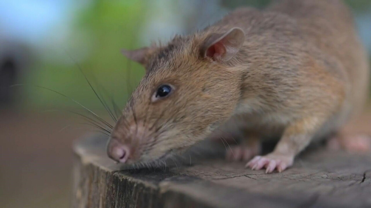地雷探知の人 動画：カンボジアの「地雷検知ネズミ」 100以上の地雷発見で世界