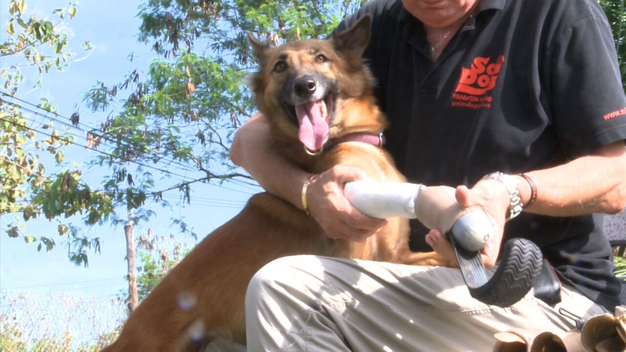 動画 前脚2本切断された犬 特注義足で新たな命もらう タイ 写真1枚 国際ニュース Afpbb News