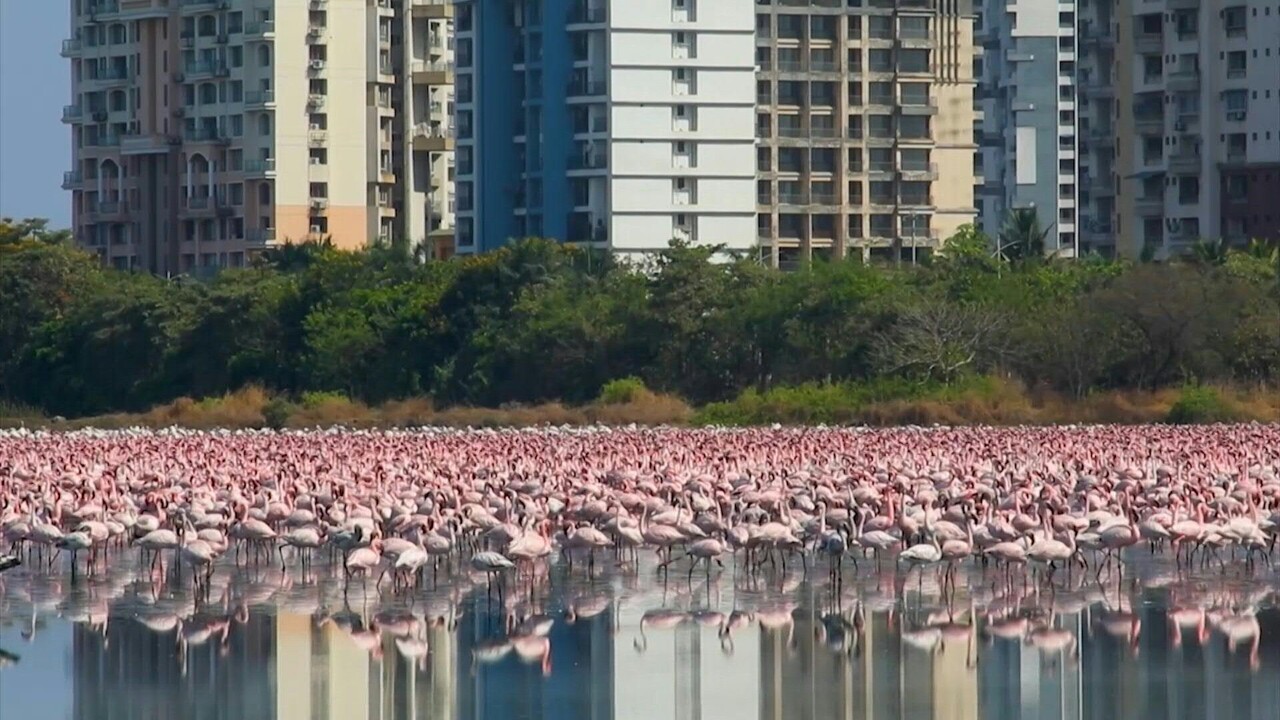 動画 湖面がピンク一色に コロナ禍で静けさ楽しむフラミンゴ 写真1枚 国際ニュース Afpbb News