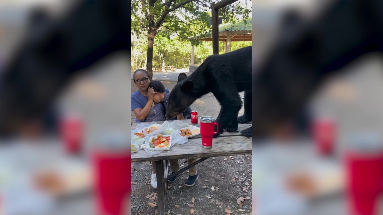 la cocina alegre クマ la cocina alegre クマ