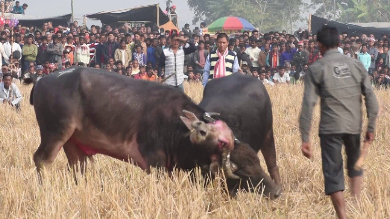 動画 インドの村 禁止されている伝統の闘水牛祭り開催 写真1枚 国際ニュース Afpbb News