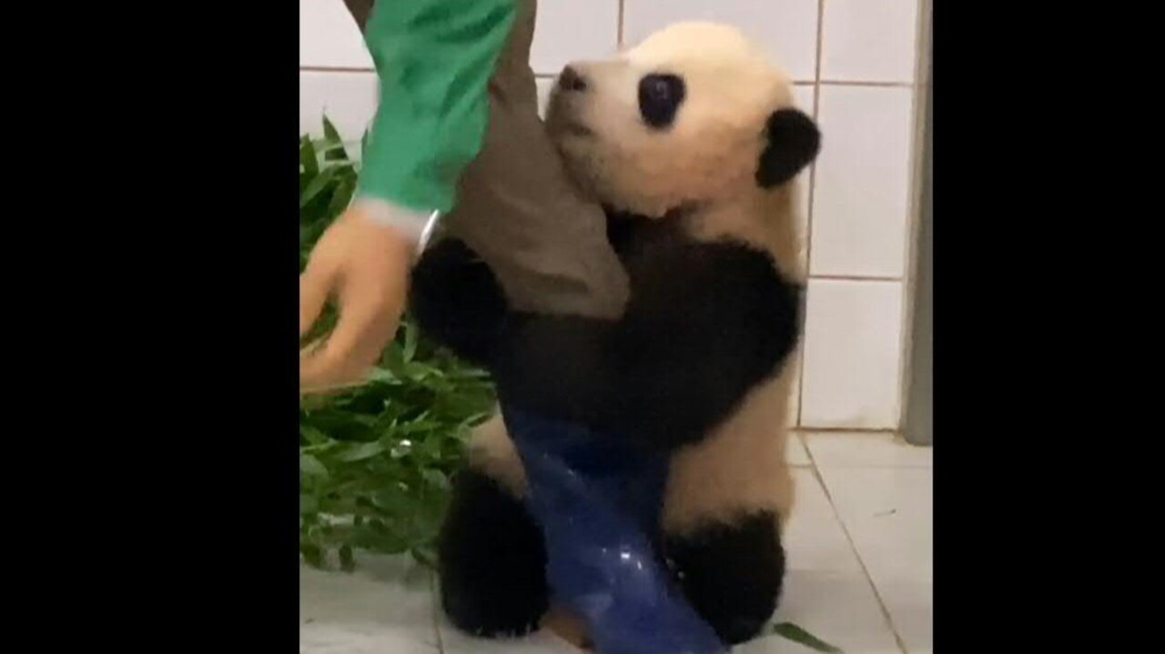動画：「飼育員さ～ん！」 脚にしがみつくパンダの赤ちゃん 韓国 写真1