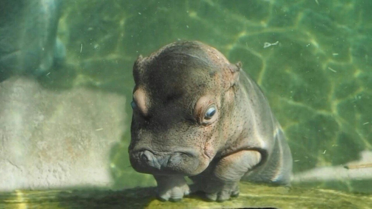 動画 泳ぎはまだ苦手 生まれたばかりのカバの赤ちゃん 仏 写真1枚 国際ニュース Afpbb News