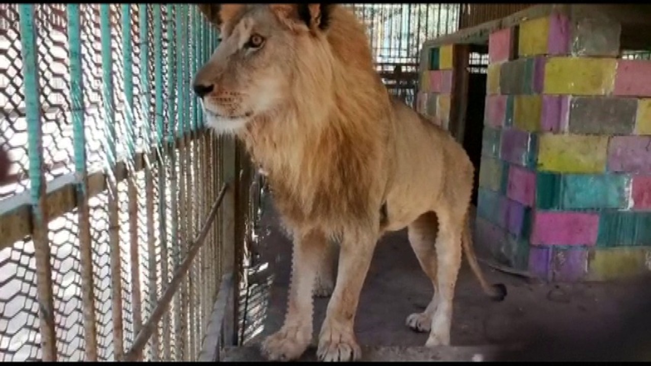 動画 痩せこけた栄養失調のライオンを助けて ネットで呼び掛け スーダン 写真1枚 国際ニュース Afpbb News