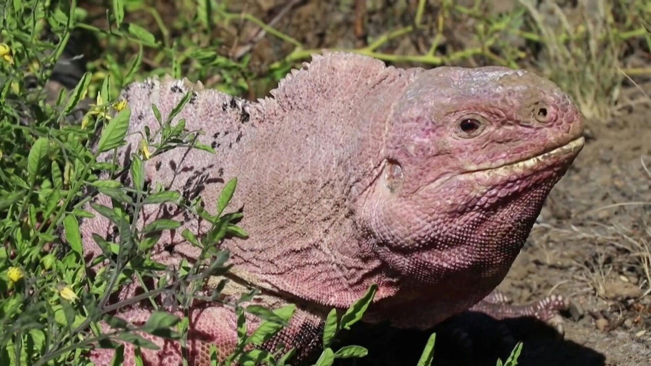 動画 残りわずか211匹 ガラパゴス諸島のピンクイグアナ 個体数調査 写真1枚 国際ニュース Afpbb News