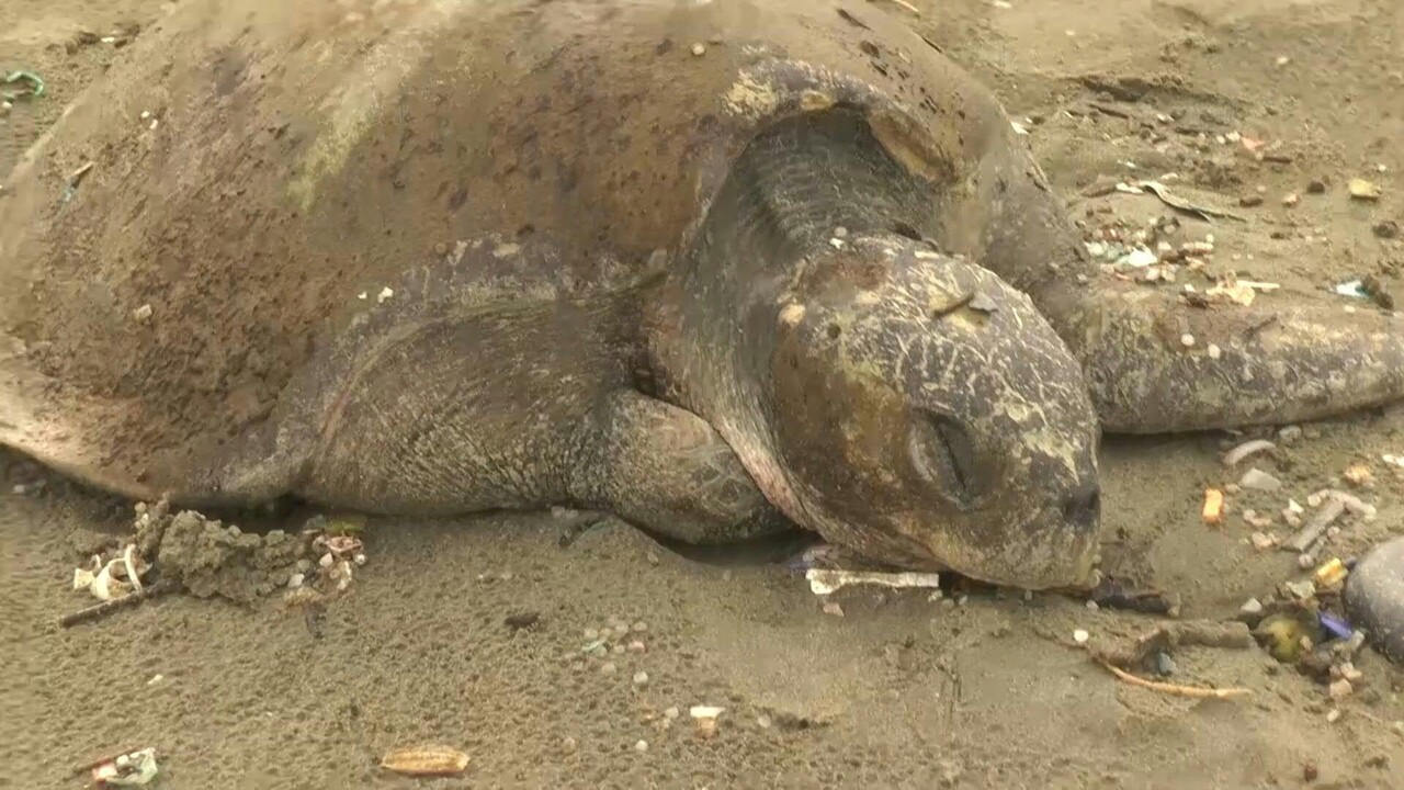 動画 ウミガメ160匹漂着 大量のプラごみに絡まり死傷も バングラ 写真1枚 国際ニュース Afpbb News