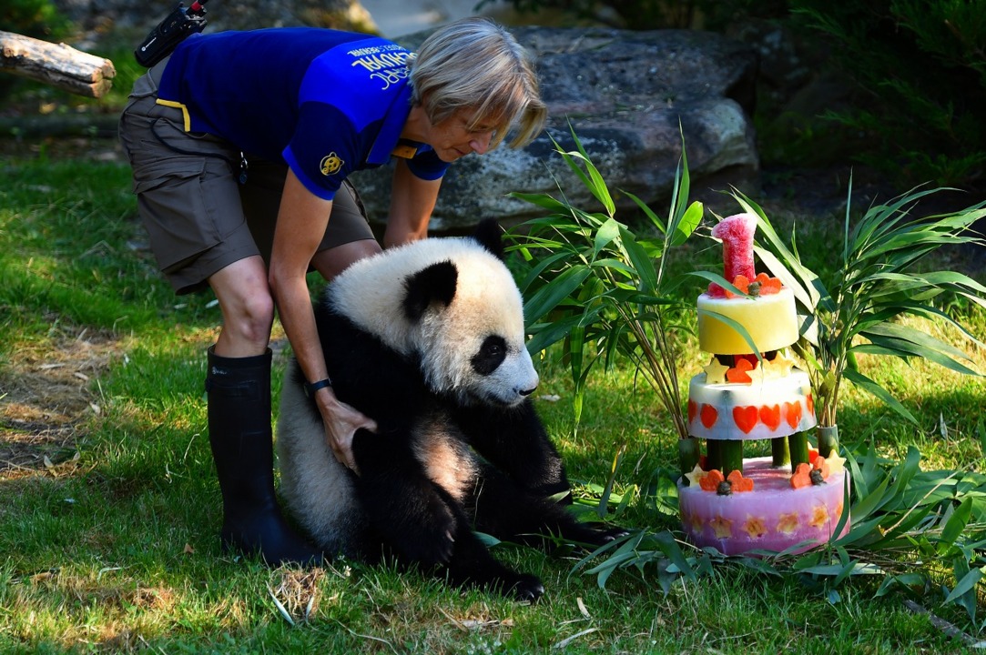 動画 フランスの赤ちゃんパンダ 1歳に ケーキ贈られるも 写真1枚 国際ニュース Afpbb News