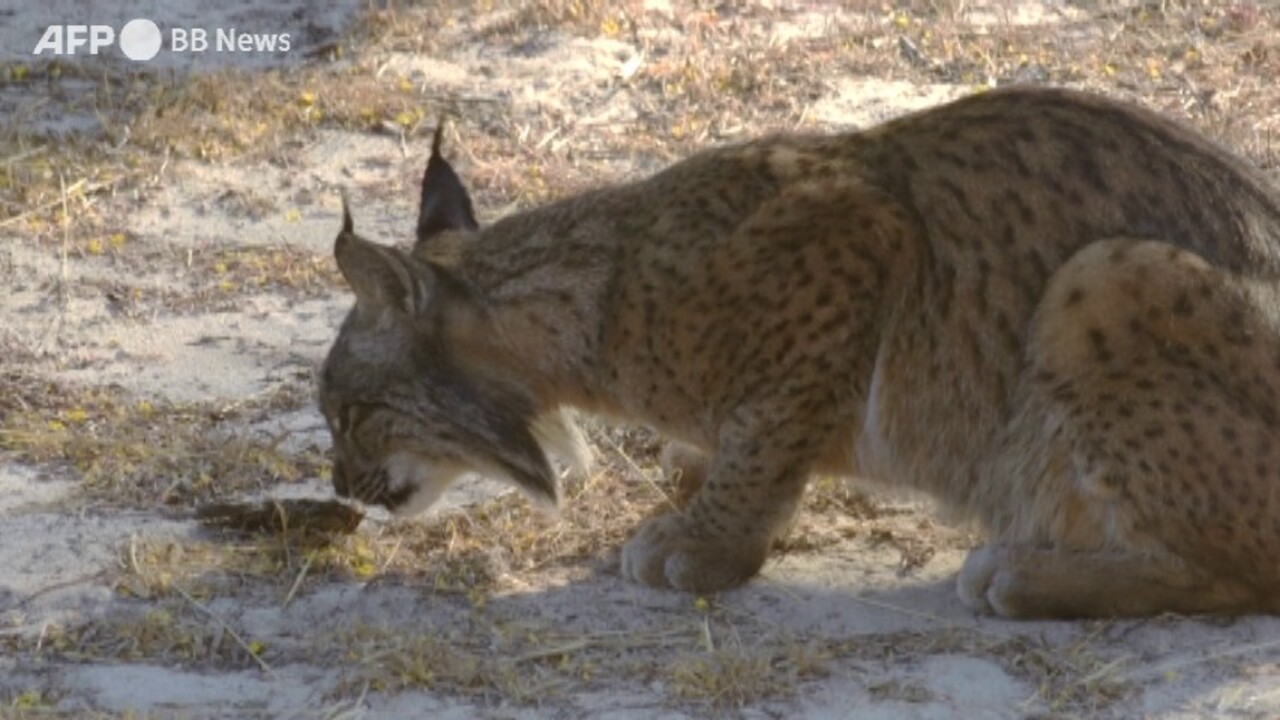 動画 イベリアオオヤマネコを絶滅から救う捕獲飼育作戦 スペイン 写真1枚 国際ニュース Afpbb News